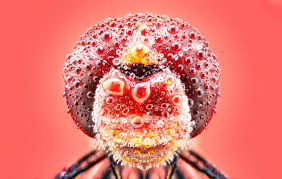 Maybe you would like to learn more about one of these? Little Things Grand Visions The Best Small Photography Of 2020