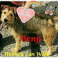 Working on training a puppy or improving dog obedience but not making much progress? Heaven Can Wait In Akron Ohio