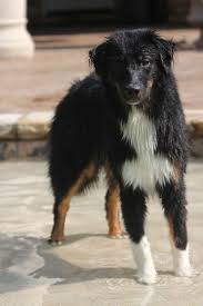 All Black Australian Shepherd Puppy Australian Shepherd Black Tri Just Like Our Ember Was Australian Shepherd Australian Shepherd Dogs Black Australian Shepherd