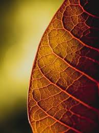 We have an extensive collection of amazing background images carefully. Veins Old Mobile Cell Phone Smartphone Wallpapers Hd Desktop Backgrounds 240x320 Images And Pictures