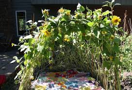 Flowers by bob garren217 e beverly blvd →. How To Grow A Sunflower House The Old Farmer S Almanac