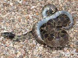 Intergrade Desert Kingsnake Lampropeltis Getula Splendida X Nigrita Pretty Snakes Snake Deserts