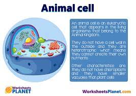 Check spelling or type a new query. Animal Cell And Plant Cell Primary Kids Science Resources