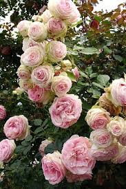 Cabbage Roses Beautiful Flowers Rose Flower Flowers