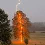 Lightning Strikes Tree from m.facebook.com