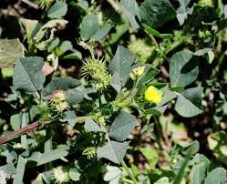Image result for Medicago polymorpha