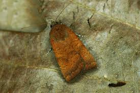 Image result for Noctua interjecta