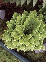 Image result for Selaginella mittenii