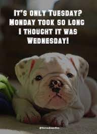 Maybe you would like to learn more about one of these? 100 Funny Tuesday Memes Pictures Images For Motivation Funny Animal Quotes Animal Quotes Funny Relatable Memes