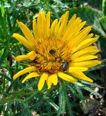 Image result for Berkheya zeyheri