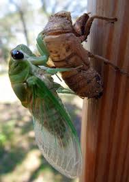 They're small bugs that are classified into two categories Cicadas Cool Insects Cicada Beautiful Bugs