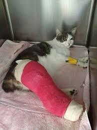 Contact the person taking care of him until he can find a home at 9549805585 with any questions ️. Save A Pet Florida Inc Guidestar Profile