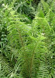 Image result for Nephrolepis biserrata
