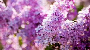 Lilac Flower Nature Wallpapers For Android Apk Download