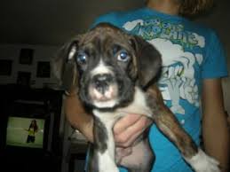 However free labrador retrievers are a rarity as rescues usually charge a small adoption fee to cover their expenses ($100 to $200). Boxer Puppies In Pennsylvania