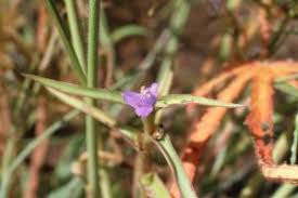 Image result for Cyanotis foecunda