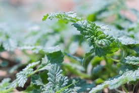 Image result for Coldenia procumbens