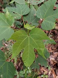 Image result for Vernicia montana