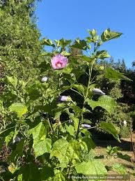 Image result for Hibiscus schinzii