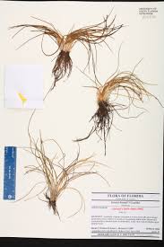 Image result for Isoetaceae