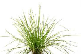 City, cottage/informal, beds and borders, low maintenance, containers, prairie planting. Wald Schmiele Goldschleier Deschampsia Cespitosa Goldschleier Gunstig Online Kaufen