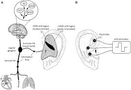 frontiers current directions in the auricular vagus nerve