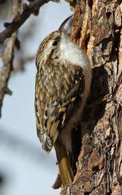 Grimpereau Des Bois Oiseaux