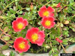 Image result for Portulacaceae