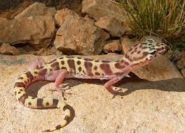 Arizona Lizard Black And White Tail Nature And More Desert Lizards Desert Animals Reptiles