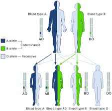 Abo Blood Group System Wikipedia