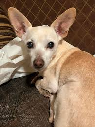 Imperial Valley: Lost and Found Pets