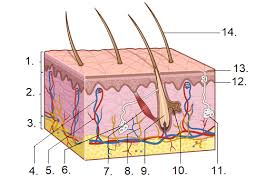 Diagram of a plant cell. Integumentary System Labeling Diagram Quizlet