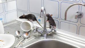 Pengidap demam berdarah dengue (dbd) tak selalu merasakan sakit parah. Awas Ini 7 Penyakit Yang Disebabkan Oleh Tikus