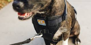 The Best Dog Harness Reviews By Wirecutter