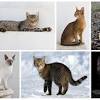 Free cats wallpaper and other animal desktop backgrounds. 1
