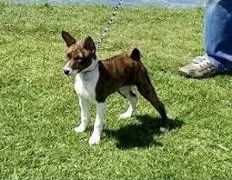 Pups are litter boxed trained and doing well our puppies are family raised! Our Breeding Program Chaverim Basenjis