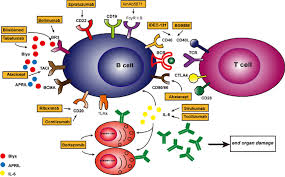 Image result for B-Lymphocyte