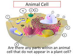 This is an overview of what i did and used to create this project. Plant Cell 3 Why Did You Not See These Organelles In The Video Answers To Q1 And 2 9 Chloroplasts Help Plants To Photosynthesize Ppt Download