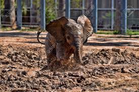 Video shows the elephants at the reid park zoo playing as the snow fell tuesday. Baby Elephant Playing In The Mud Stock Photo Picture And Royalty Free Image Image 45009893