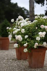 Iceberg Roses In Terra Cotta Pots Plants Garden Containers Container Gardening