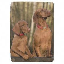 Strategies And Guide For Easy Train Dog You Have To Pay Attention To Your Canine S Water And Food Bowls Wash Dog Training Obedience Dog Training Dog Behavior