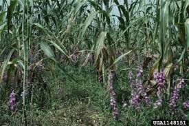 Image result for Striga