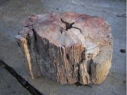 Fire Stone First Fire Scorched Petrified Wood Found Petrified Wood Fire And Stone Fossil