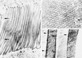 Image result for Cyperus trigonellus