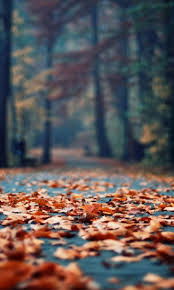 View Of Walkway Scattered With Fallen Autumn Leaves Autumn Photography Fall Wallpaper Fall Pictures