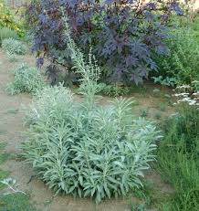 Maybe you would like to learn more about one of these? Sage White Salvia Apiana Seeds Organic Strictly Medicinal Seeds