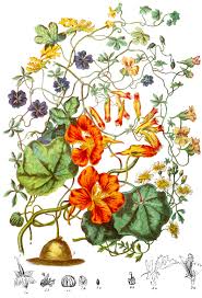 Image result for Tropaeolaceae