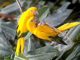 Google Image Result For Http Www3 Freeze Com Wallpaper Animals Bird04 M Jpg Beautiful Bird Wallpaper Most Beautiful Birds Beautiful Birds