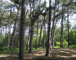 A day trip and basic information about formby beach. Formby Beach In Sefton L37 1lj Families Online
