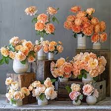 Roses & carnations all year available. Floret Farm S A Year In Flowers Designing Gorgeous Arrangements For Every Season Flower Arranging Book Bouquet And Floral Design Book Benzakein Erin Chai Julie Jorgensen Jill Benzakein Chris 9781452172897 Amazon Com Books
